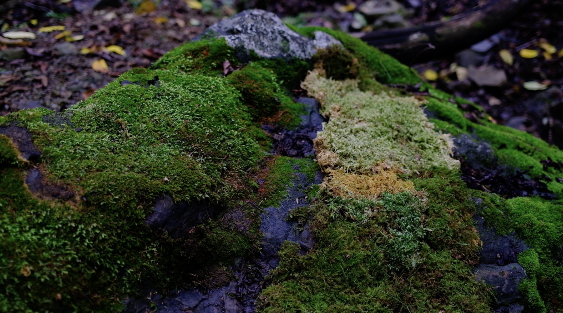 The woven moss cloth laid back onto the mossy rock in the mountains where it was gathered, still alive